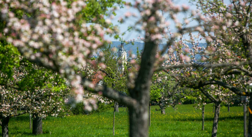 Blick aus Südwesten über blühende Obstbäume auf den Kirchturm