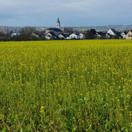 001_001 Ein weitläufiges gelb blühendes Feld erstreckt sich bis zu einem Dorf mit einer Kirche im Hintergrund.