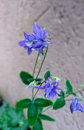 002_005 Nahaufnahme von violetten Blumen mit grünen Blättern vor einem unscharfen beigen Hintergrund.