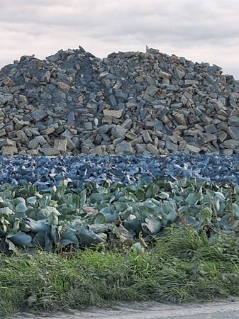 003_001 Ein großes Feld mit Kohlpflanzen erstreckt sich vor einem hohen Haufen aus grauen Steinen unter bewölktem Himmel.