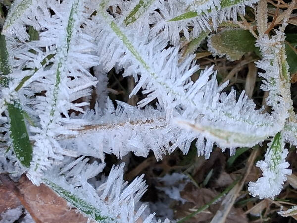 003_002 Nahaufnahme von Grashalmen, die mit einer dichten Schicht aus weißen Eiskristallen bedeckt sind.