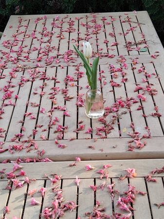 003_004Eine einzelne weiße Tulpe steht in einer Vase auf einem Holztisch, der mit verstreuten rosa Blütenblättern bedeckt ist.