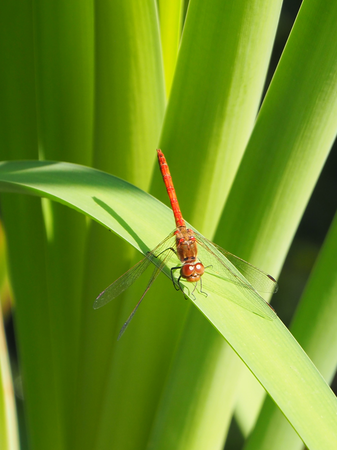 003_005 Eine rote Libelle sitzt auf einem grünen Blatt vor einem Hintergrund aus weiteren Blättern.