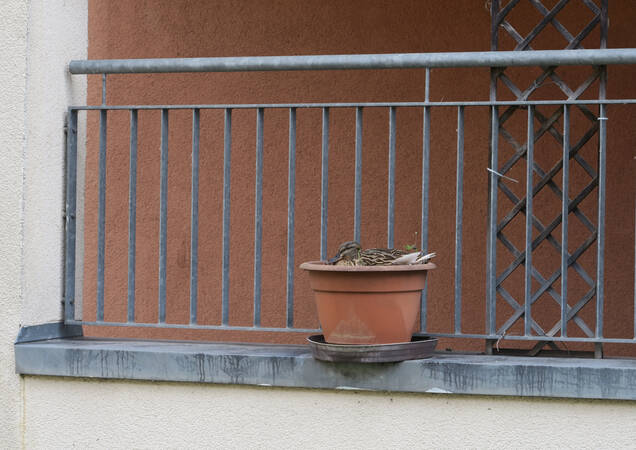 004_002 Eine Ente sitzt in einem Blumentopf auf einem Balkon mit Metallgeländer.