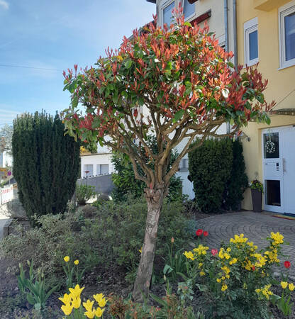 005_001 Ein kleiner Baum mit roten Blättern steht in einem gepflegten Garten mit gelben und roten Blumen vor einem Haus.