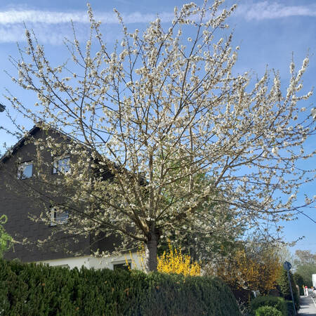 005_003 Ein blühender Baum mit weißen Blüten steht vor einem Haus mit dunkler Fassade und einem sonnigen blauen Himmel im Hintergrund.