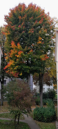 005_005 Ein großer Baum mit Herbstlaub in verschiedenen Rot- und Gelbtönen steht zwischen Wohngebäuden in einem parkähnlichen Hof.