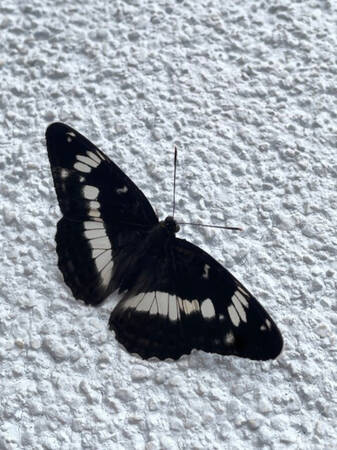 Ein schwarzweißer Schmetterling sitzt auf einer weißen Hauswand