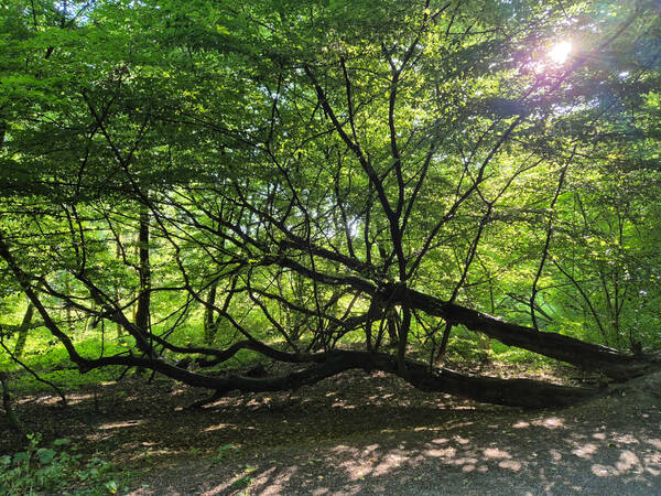 007_004 Ein dichter Wald mit einem ungewöhnlich waagerecht wachsenden Baum, durch dessen Blätter die Sonne scheint.