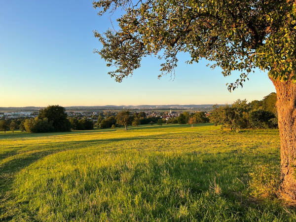 008_001 Eine grüne Wiese mit vereinzelten Bäumen erstreckt sich unter einem klaren blauen Himmel, während im Hintergrund eine Stadtlandschaft sichtbar ist.