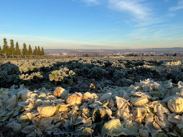 008_003 Ein frostbedecktes Feld voller Ernte im Morgengrauen mit Bäumen am Horizont und einer weiten Aussicht auf die Stadt im Hintergrund.