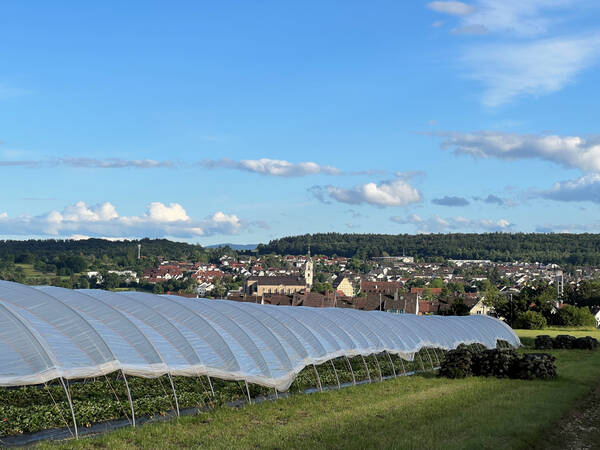 011_001 Ein großer Folientunnel im Vordergrund und im Hintergrund steht vor einem blauen Himmel eine große historische Kirche