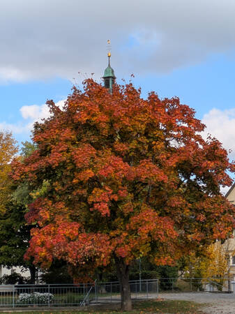 015_001 Ein imposanter herbstlich gefärbter Baum steht in einem Park, gekrönt wird er von einer Turmspitze