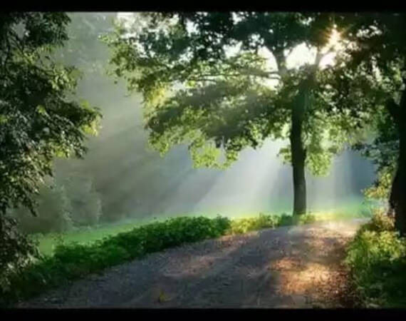 016_001 Ein Lichtstrahl durchbricht eine Waldlandschaft und taucht alles in eine wunderbare Atmosphäre