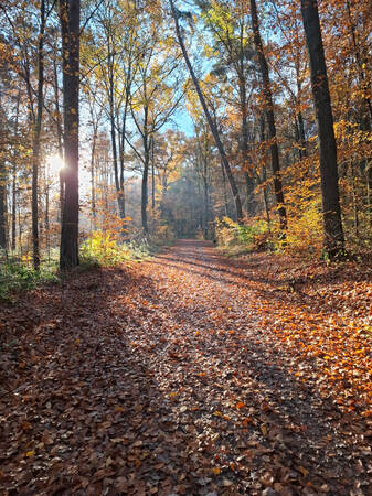 017_002 Ein lichtdurchfluteter, von Laub bedeckter, herbstlicher Waldweg