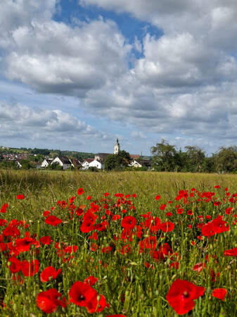 017_003 Ein Feld mit roten Mohnblumen unter einem bewölkten Himmel erstreckt sich vor einem Dorf mit Kirchturm im Hintergrund.
