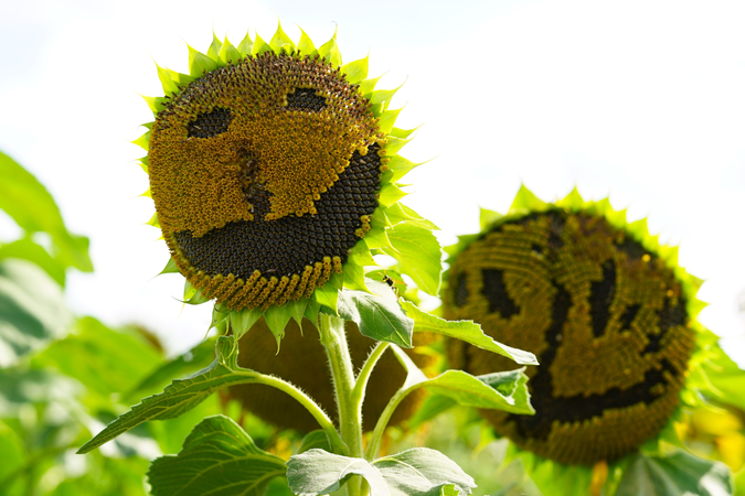 018_004 Sonnenblumen mit lachenden Gesichtern