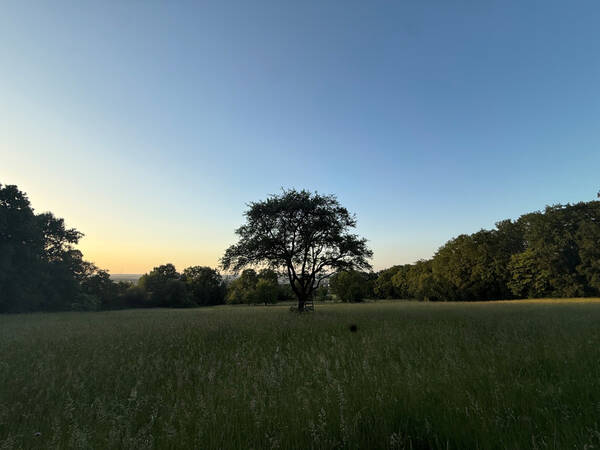 019_001 Mitten auf einer Lichtung steht ein wohlgeformter Baum in der Abendsonne