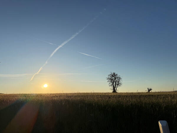 019_002 Bei Gegenlicht in der Abendsonne, ein Blick übers Feld und über Wiesen auf einen Baum