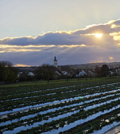 021_004 Das Bild zeigt ein Feld in einer Diagonalen und dahinter einen Kirchturm