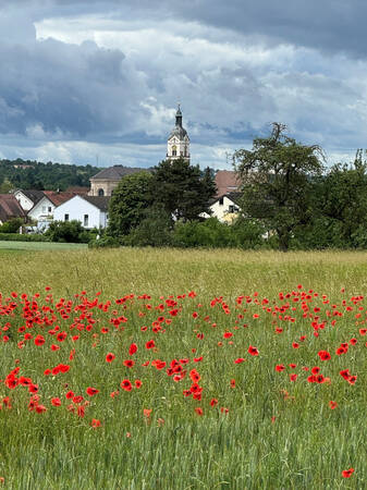 022_001 Ein Feld mit roten Mohnblumen unter einem bewölkten Himmel erstreckt sich vor einem Dorf mit Kirchturm im Hintergrund.