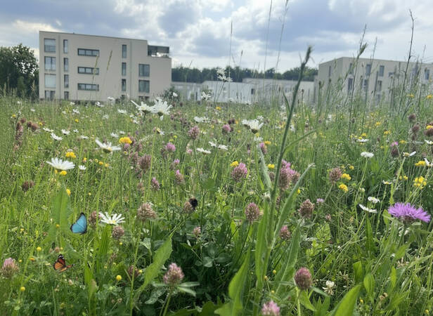 024_001 Eine bunte Wiese mit Frühlingsblumen mit neu gebauten Häusern im Hintergrund