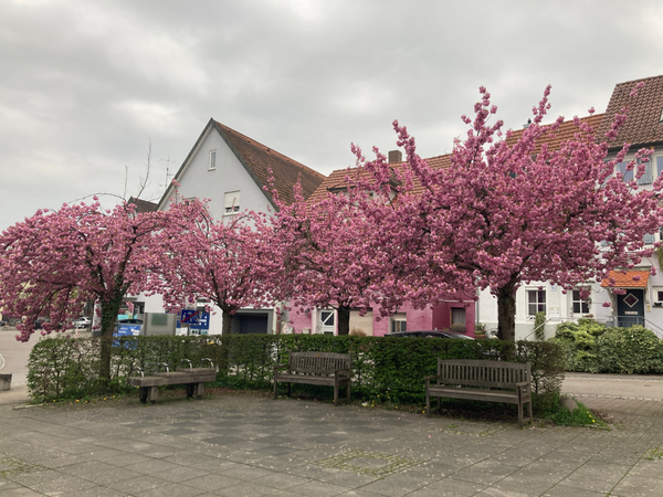 028_002 Blühende Mandelbäume stehen an einem Platz, im Hintergrund ein historisches Gebäude