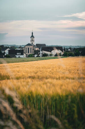 031_001 Hinter einem Feld mit reifem Weizen steht eine historische Kirche