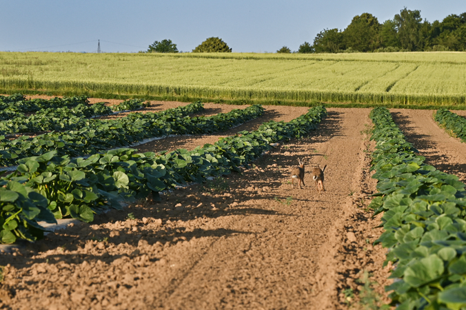 031_005 Zwei Feldhasen hoppeln eilig über ein weites Feld, der Himmel ist blau, es ist früher Sommer