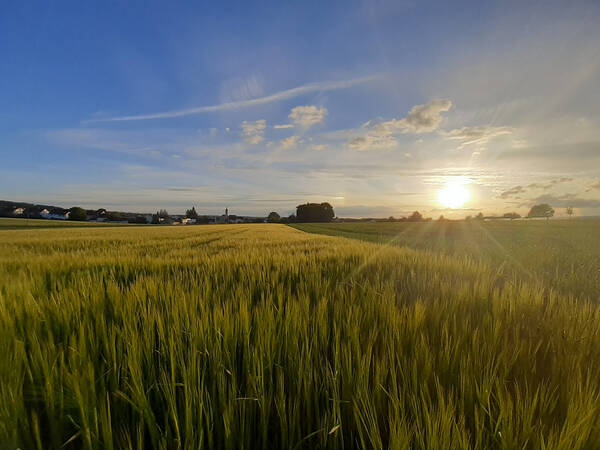 033_005 Ein weitläufiges Feld mit fast reifem Korn, im Hintergrund geht die Sonne unter an einem strahlend schönen Tag