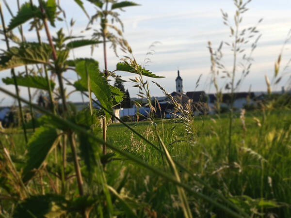 034_001 Im Vordergrund sind Grashalme und Pflanzen, während im Hintergrund eine Kirche mit Turm sichtbar ist.