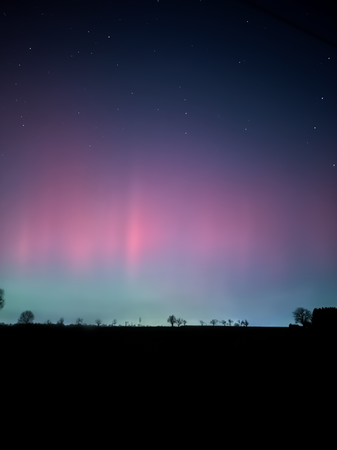 Am Nachthimmel erscheint ein beeindruckendes Polarlicht in Rosa- und Blautönen über einer Silhouette von Bäumen.
