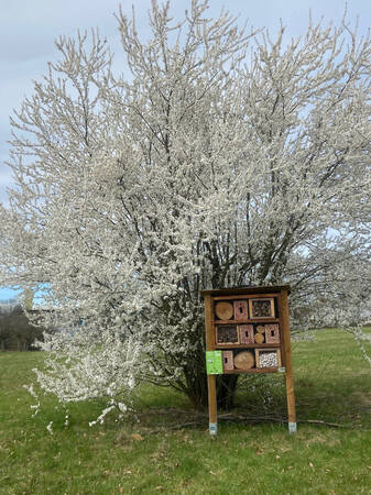036_001 Ein blühender Baum mit weißen Blüten steht auf einer Wiese, daneben befindet sich ein Insektenhotel.