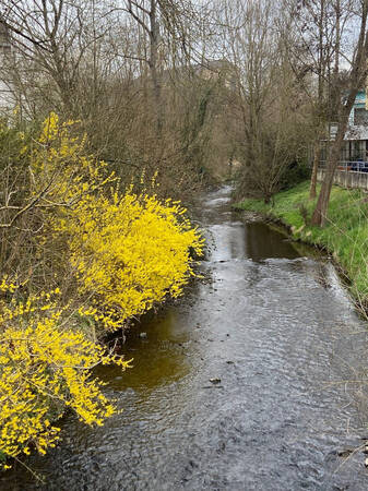 036_003 Gelbe große und großartige Forsythiensträuche säumen einen Bachlauf