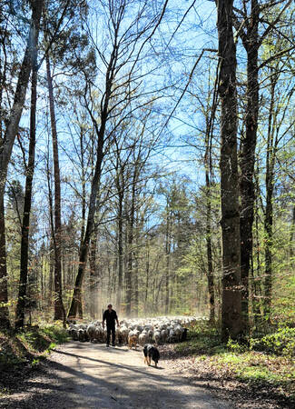 2. Platz Jasmin Gonser: Eine Person führt eine Herde von Schafen einen sonnigen Waldweg entlang, begleitet von zwei Hunden.