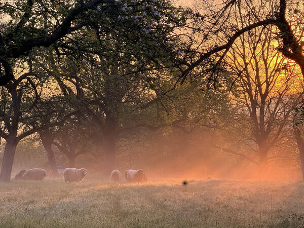 9. Platz Isabell Welz: Eine Herde Schafe weidet in romantischer abendlicher Stimmung auf einer Wiese