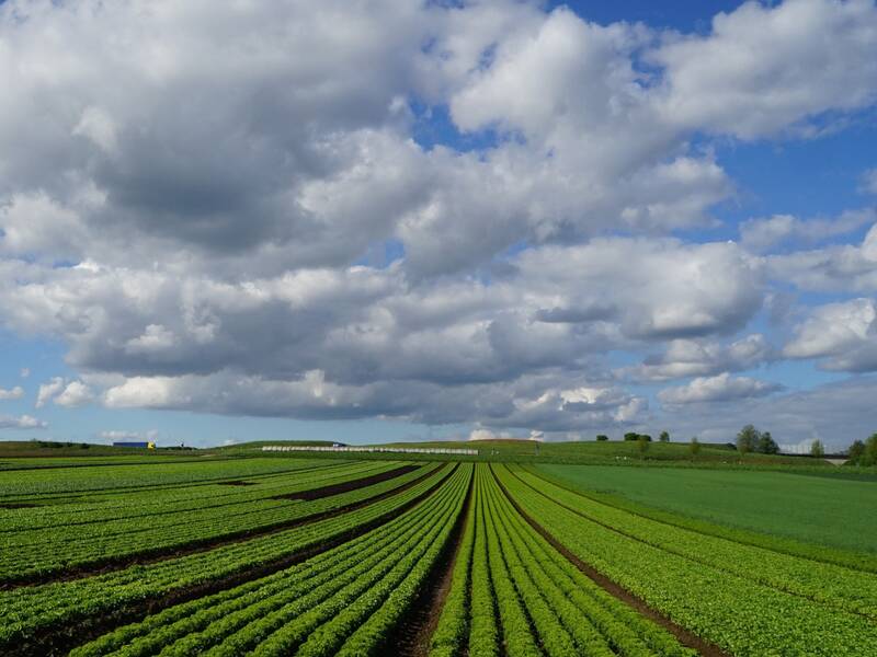 Weitläufige grüne Felder erstrecken sich bis zum Horizont unter einem Himmel mit dichten, weißen Wolken.
